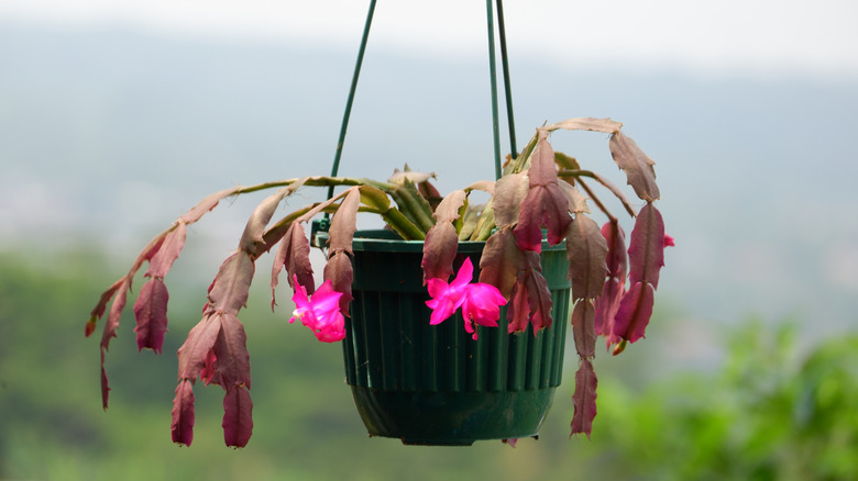 Small, drooping, pink Christmas cactus in a green hanging basket