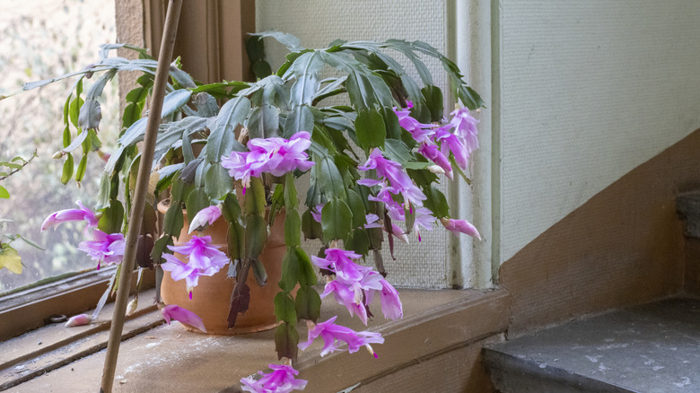 Flowerpot with blooming Christmas cactus in the staircase window