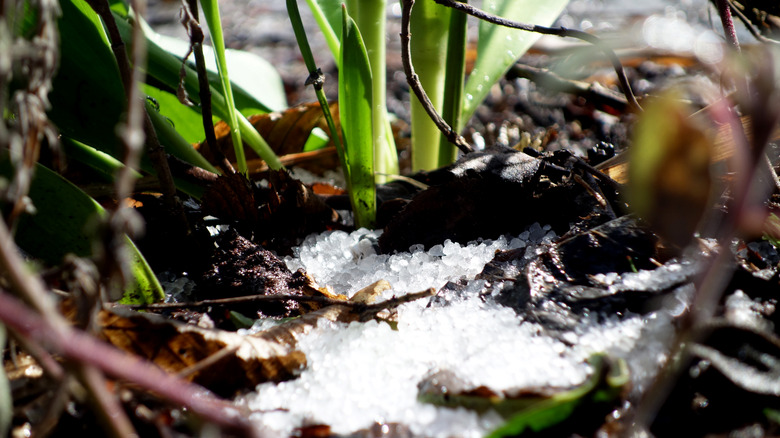 salt on ground winter