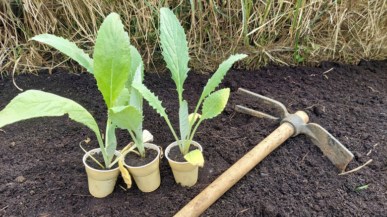 young artichoke plants in starter pots on rich outdoor soil