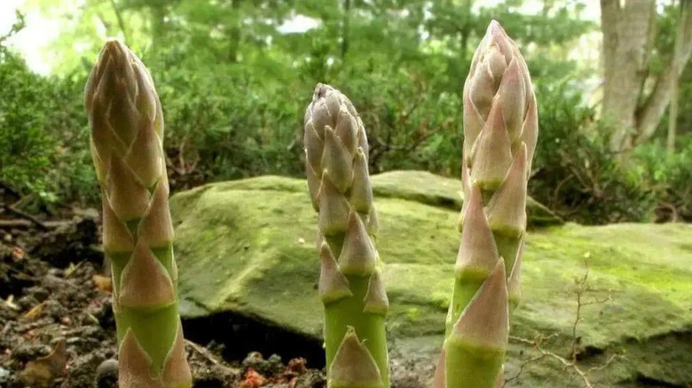 young Mary Washington asparagus crowns in outdoor woods setting