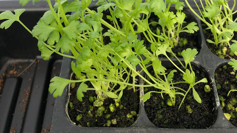 Tango celery seedlings in black starter tray with rich soil