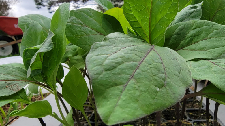 young eggplant seedling in black starter tray on outdoor table