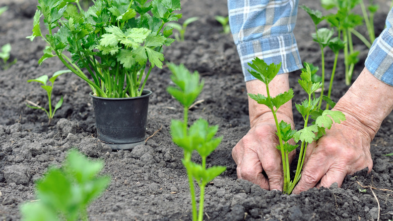 Elderly person planting celery stalk starter plants in rich outdoor soil