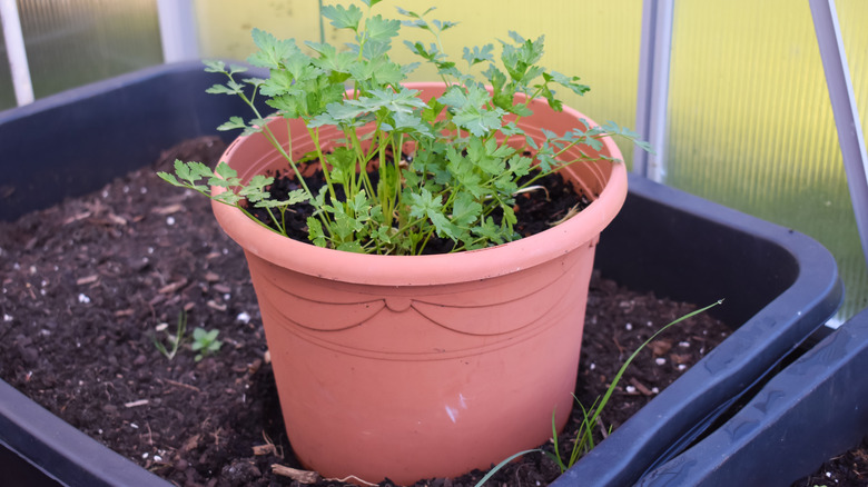 parsley plant growing in coral colored pot