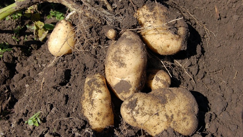 Russet potatoes growing from roots in dark soil