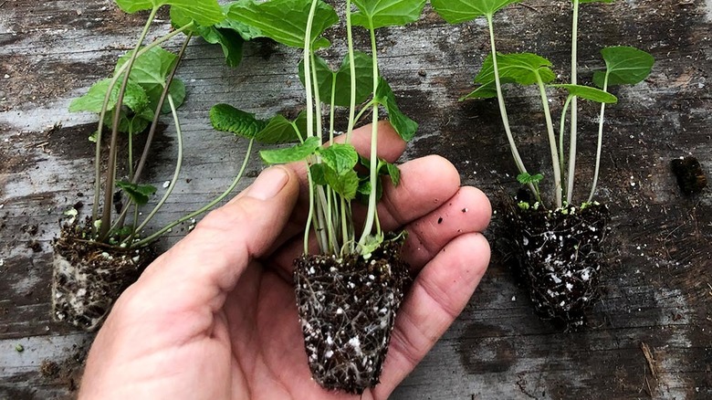 hand cradling wasabi plant start with rootball attached