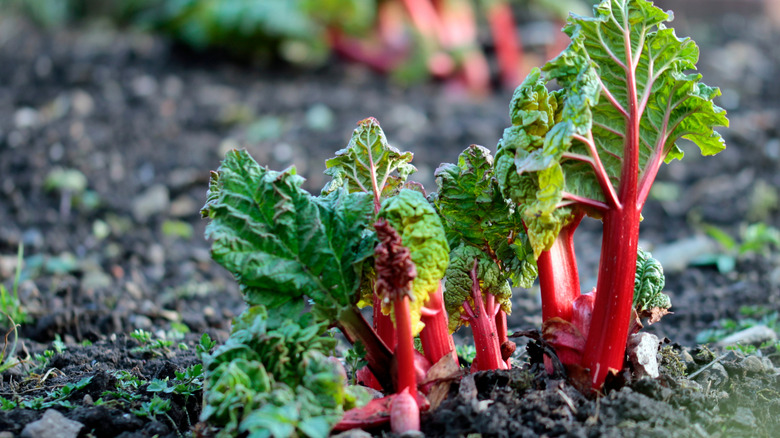 Young common rhubarb in rich soil garden plot