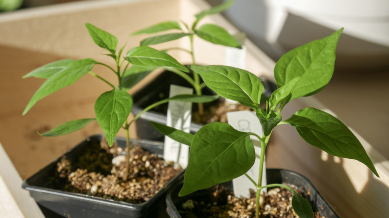 sprouted chili pepper seedlings in black starter pots