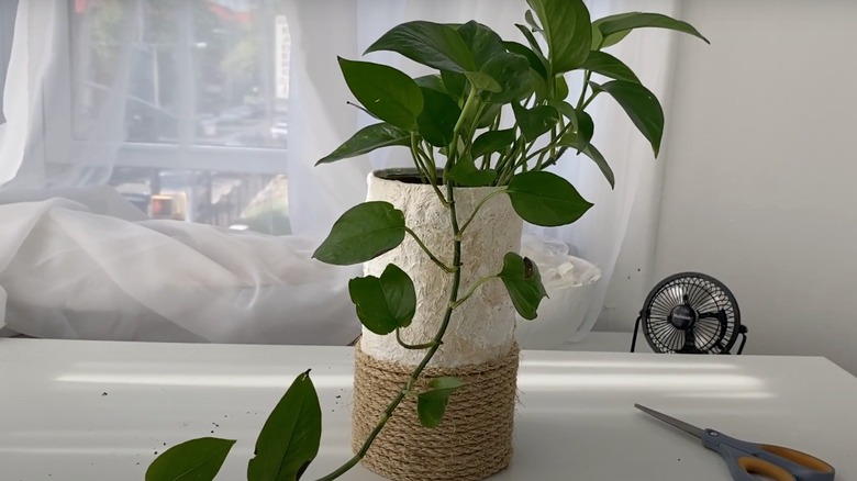 photo of an oats container used as a planter