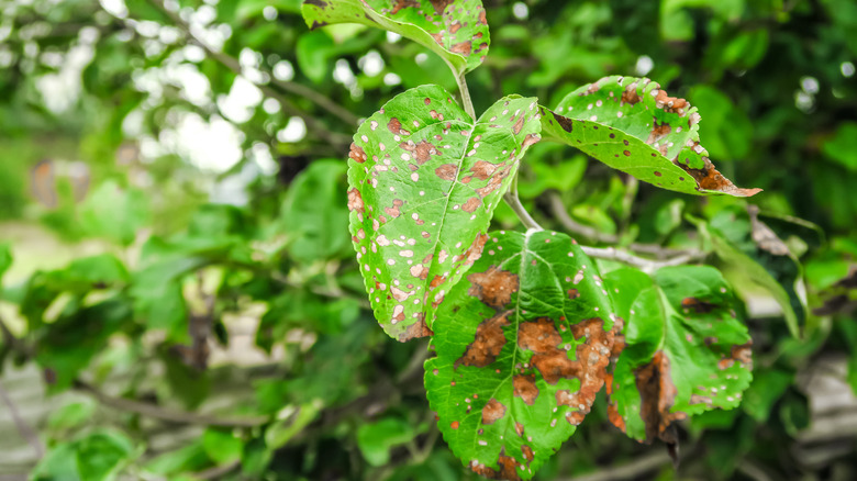 Tree with leaf spot disease