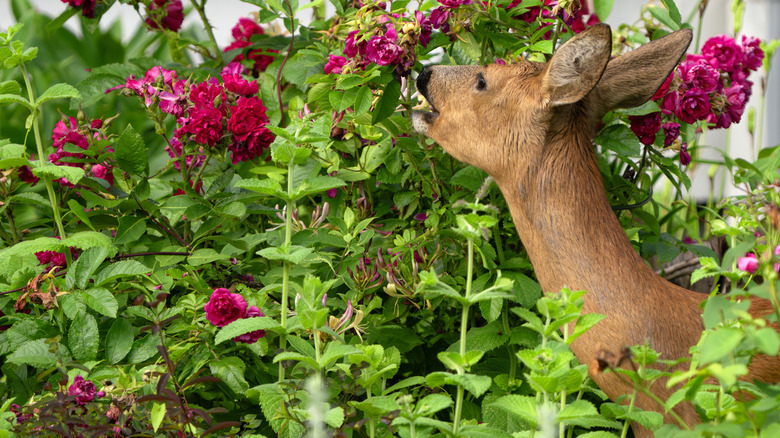 Deer eating plants