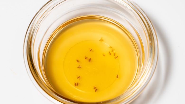 Dead fruit flies in a glass bowl of apple cider vinegar