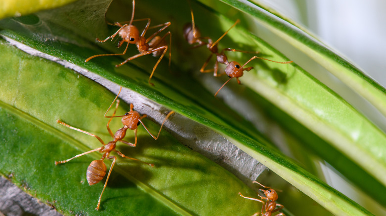Ants eating a plant