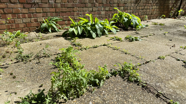 Weeds growing through cracks in a patio
