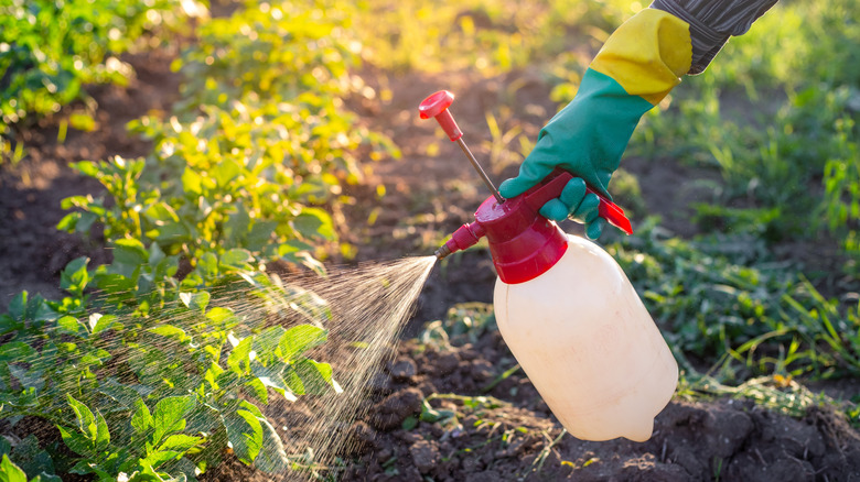 Liquid fertilizer being sprayed on plants