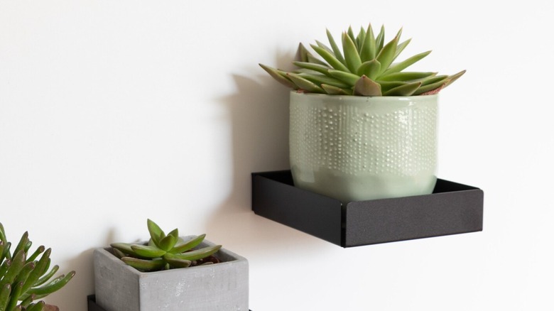 Magnetic fridge shelf with potted succulent