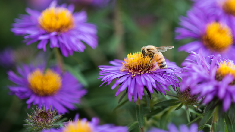 A close-up of a bee pollinating on a purple aster flower