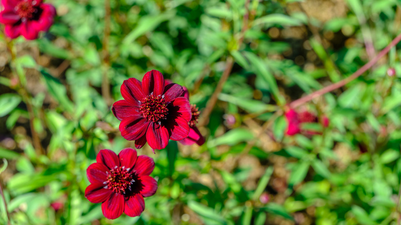 A close-up of chocolate cosmos in bloom