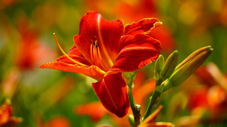 Close-up of a flowering daylily