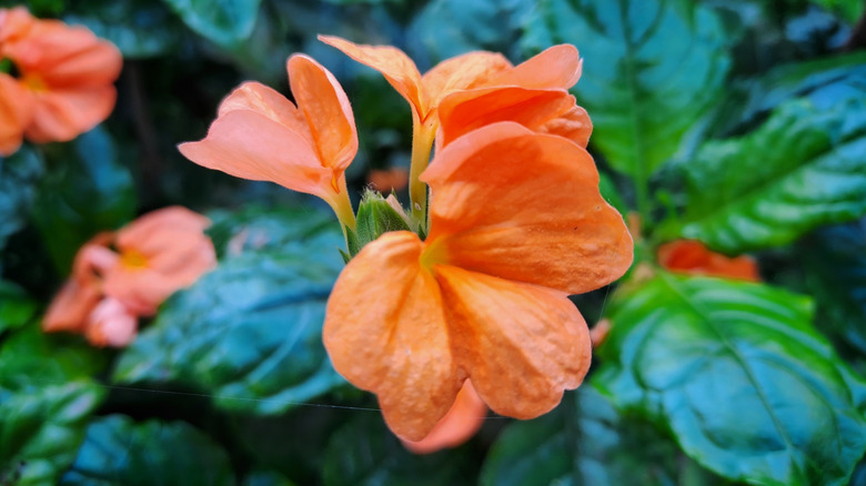 A close-up of the firecracker flower
