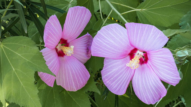 A close-up of rose mallow flowers in bloom