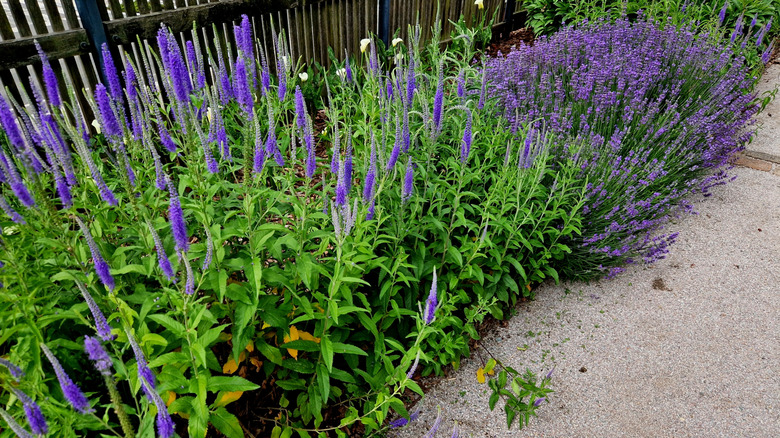 A close-up of bluish purple speedwells that have blossomed