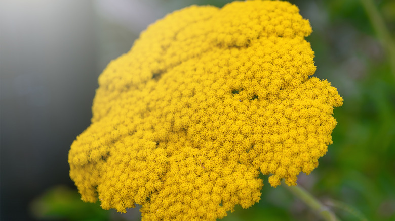 Yellow yarrows in full bloom