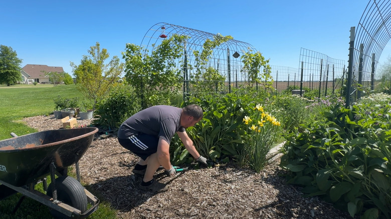 Man cutting back fully grown outdoor comfrey plants