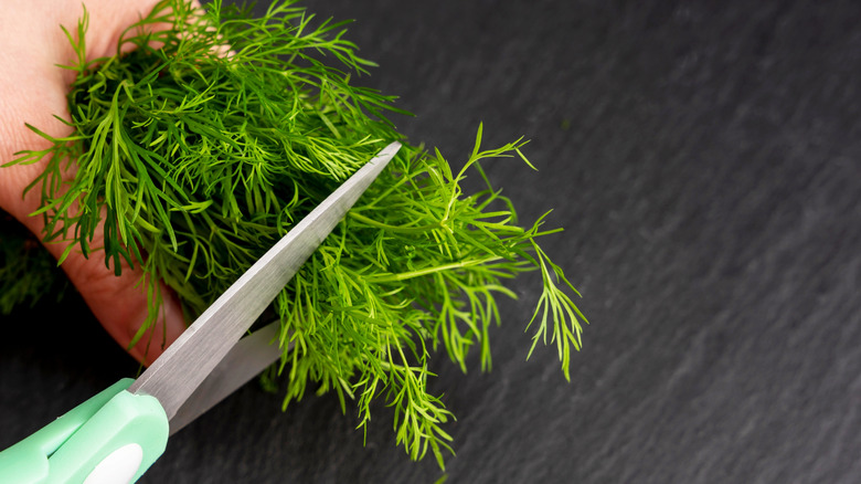 Gardener cutting potted dill plant over table with green scissors