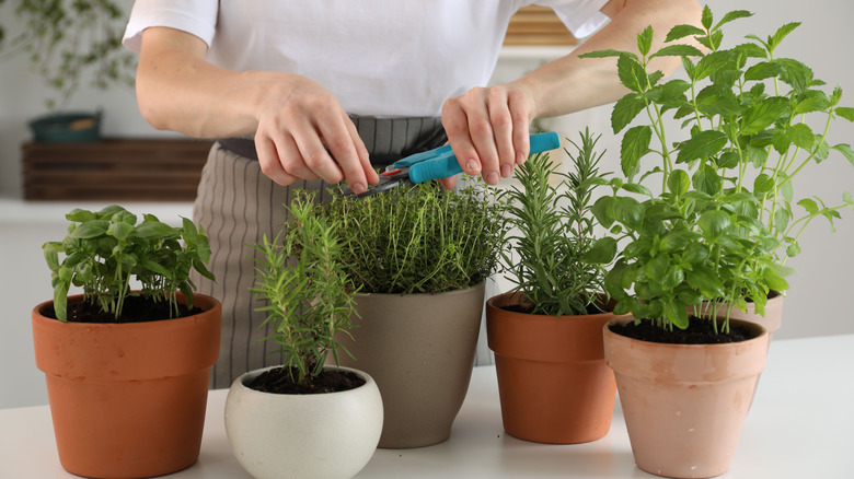 A person pruning potted herb plants