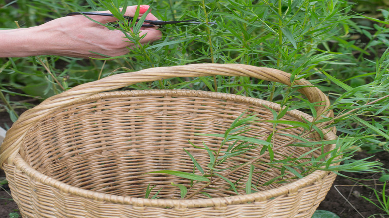 Hands cutting tall tarragon stalks with gardening shears
