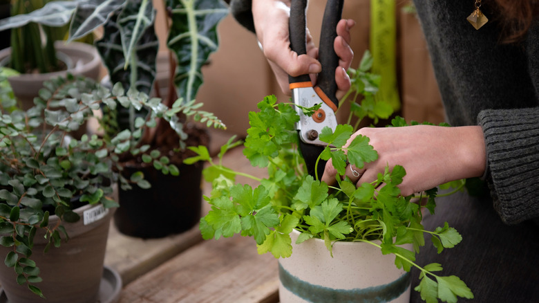 Home gardener trimming potted cilantro beside other plants