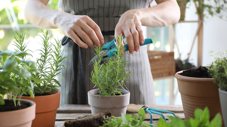 A person pruning young potted rosemary plants on gardening table