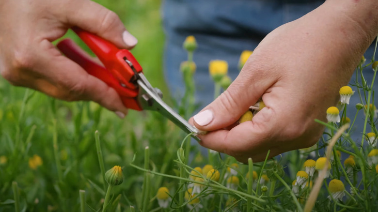 Woman trimming chamomile buds and blossoms with snips
