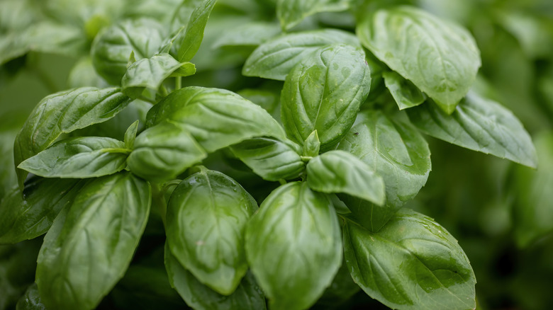 Fresh basil plant, close up on leaves