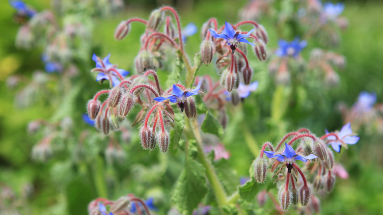 Borage herb plant, the bright blue star-shaped flower