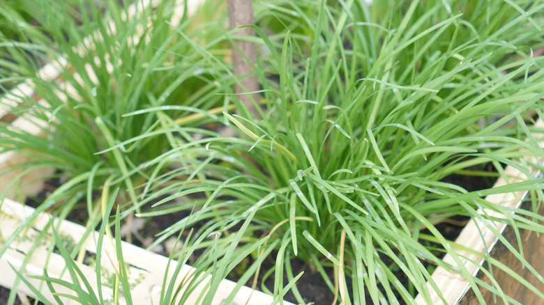 Fresh chive plant in planter