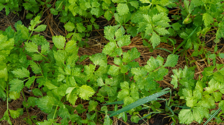 Freshly planted coriander sprouts