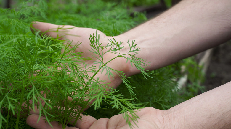 Gardener holds dill plant growing in garden bed