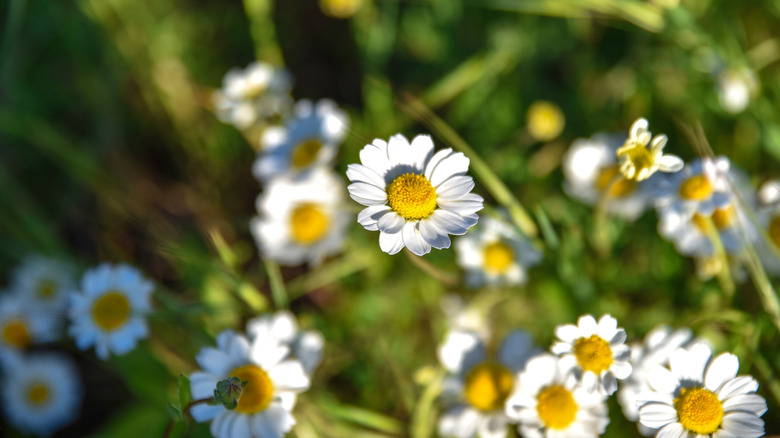 Close up of chamomile plant in garden