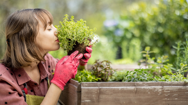 Woman holding up herb plant and smelling it