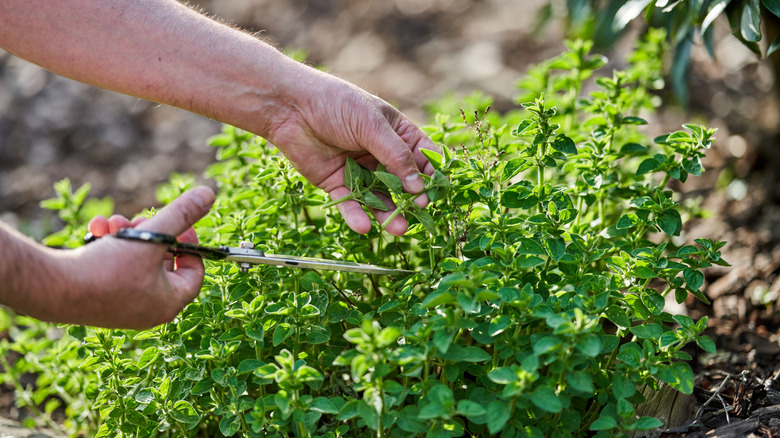 Close up on man cutting oregano stems from plant growing in garden