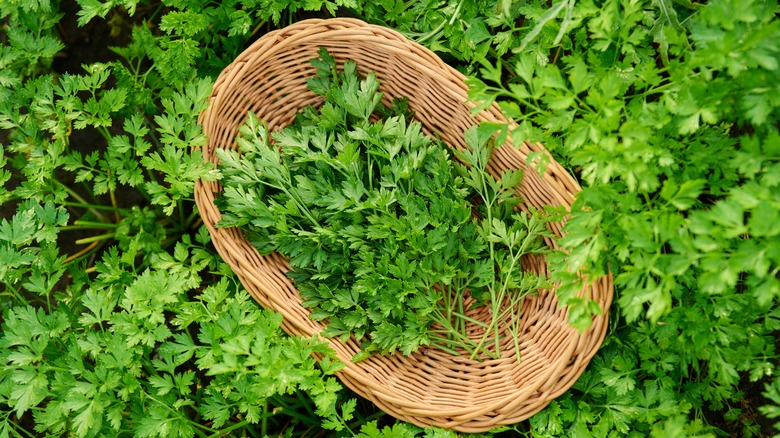 Close up of fresh cut parsley leave in basket, on garden bed