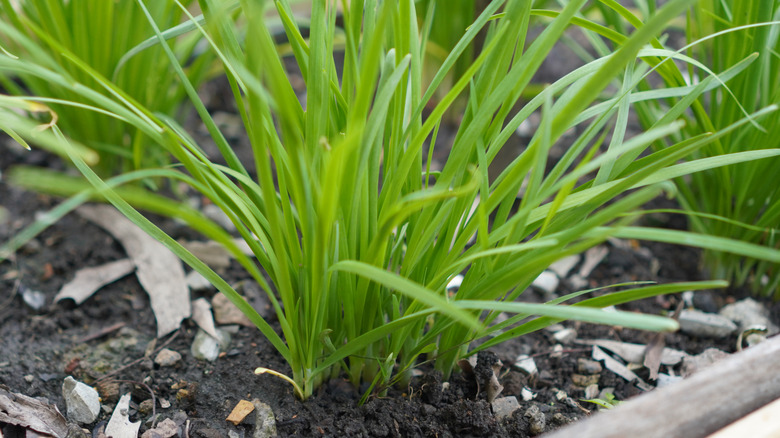 Close up on chives in garden bed