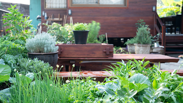 Garden with vegetables and herbs