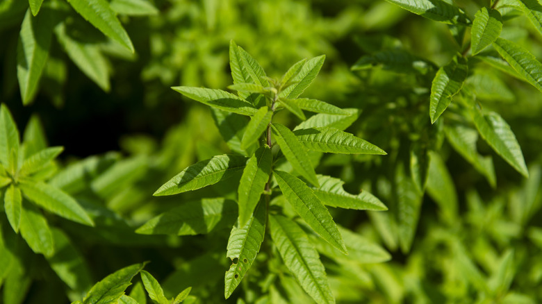 Close up of lemon verbena plant