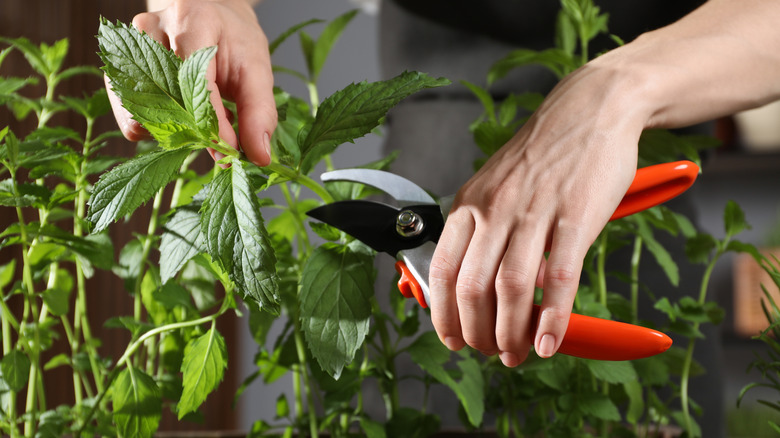 Close up of gardener pruning mint plant