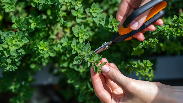 Close up of gardener pruning oregano plant