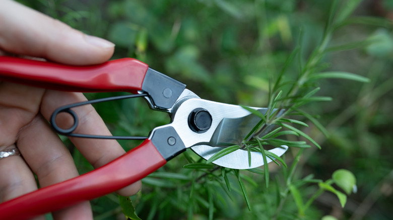 Close up of gardener pruning rosemary leaves